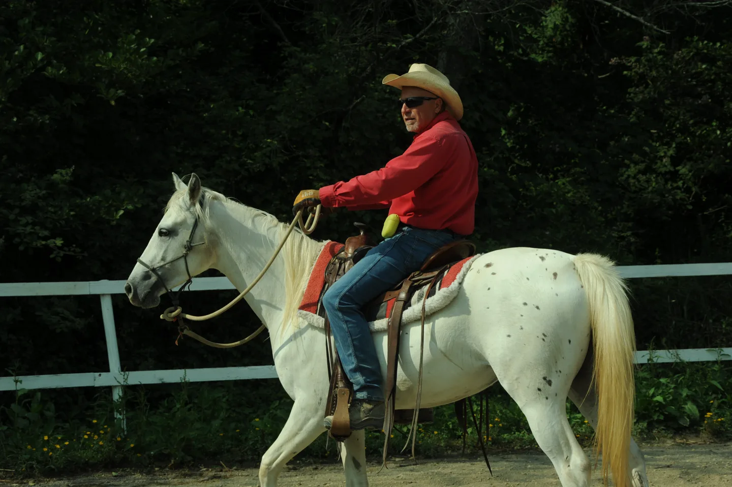 Sergio Matteoni al passo su un cavallo bianco durante il lavoro da sella