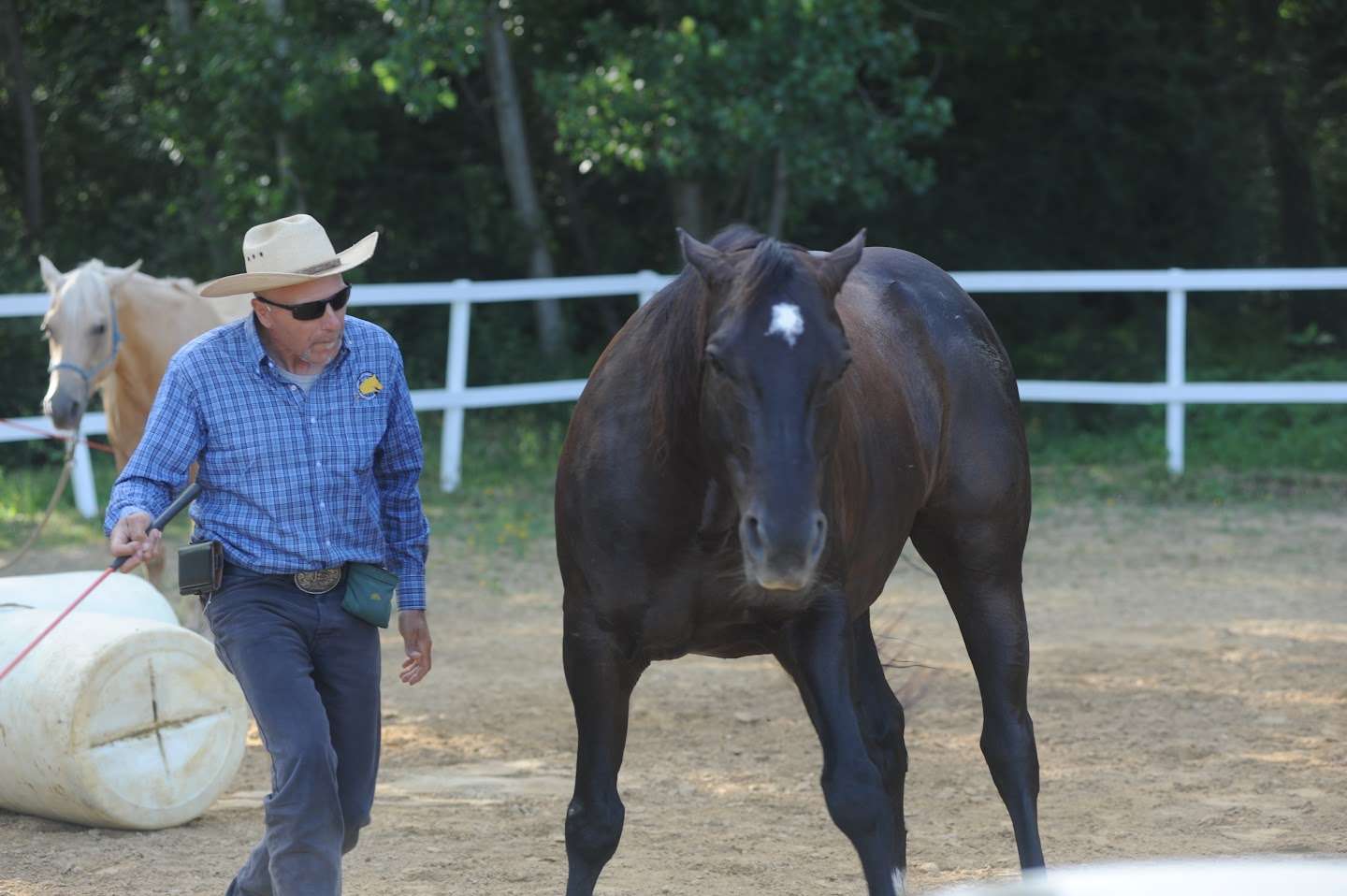 Cavallo in libertà, senza capezza, che raggiunge Sergio Matteoni