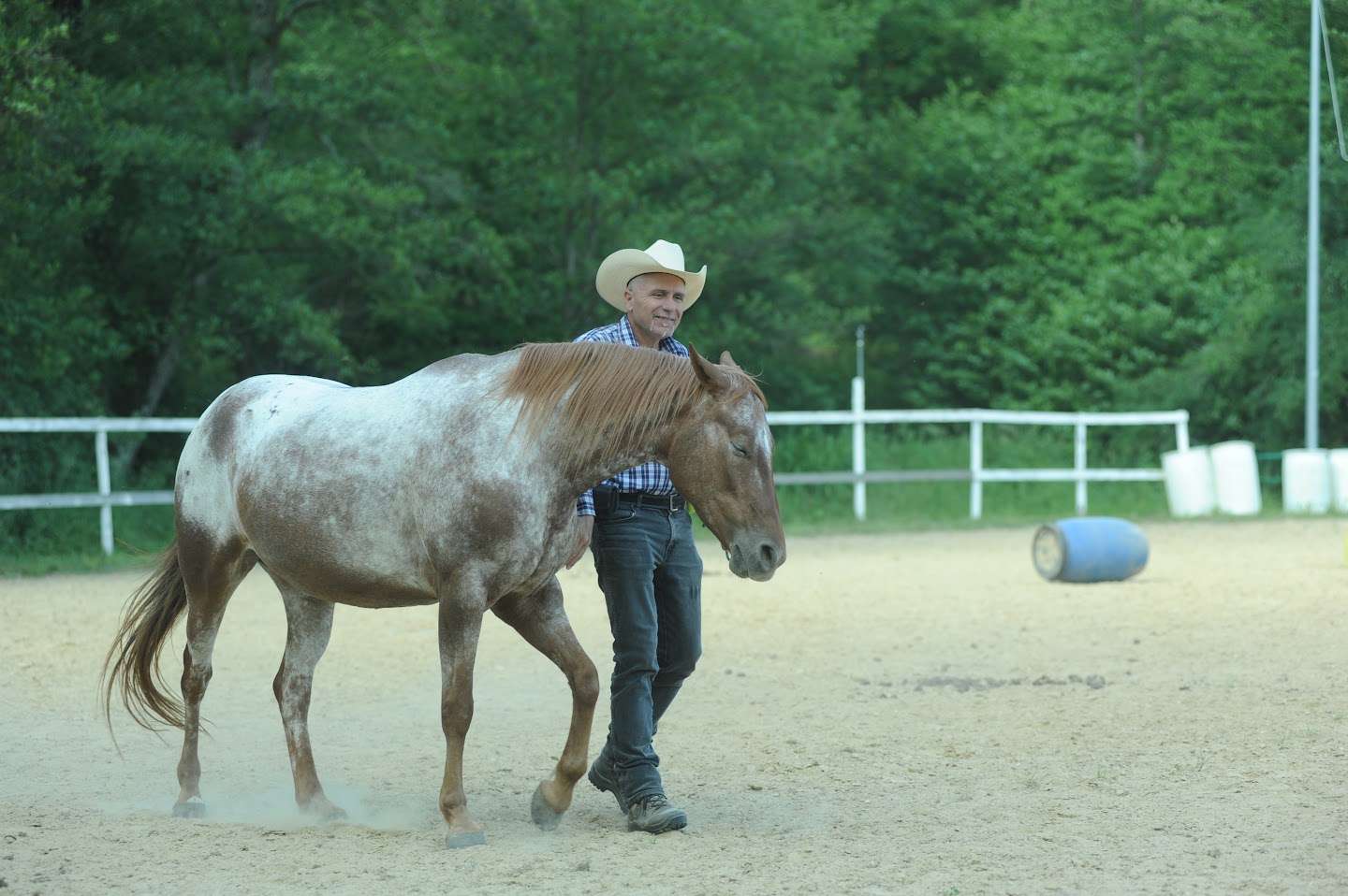 Cavallo che cammina libero accanto a Sergio Matteoni, senza capezza né corda