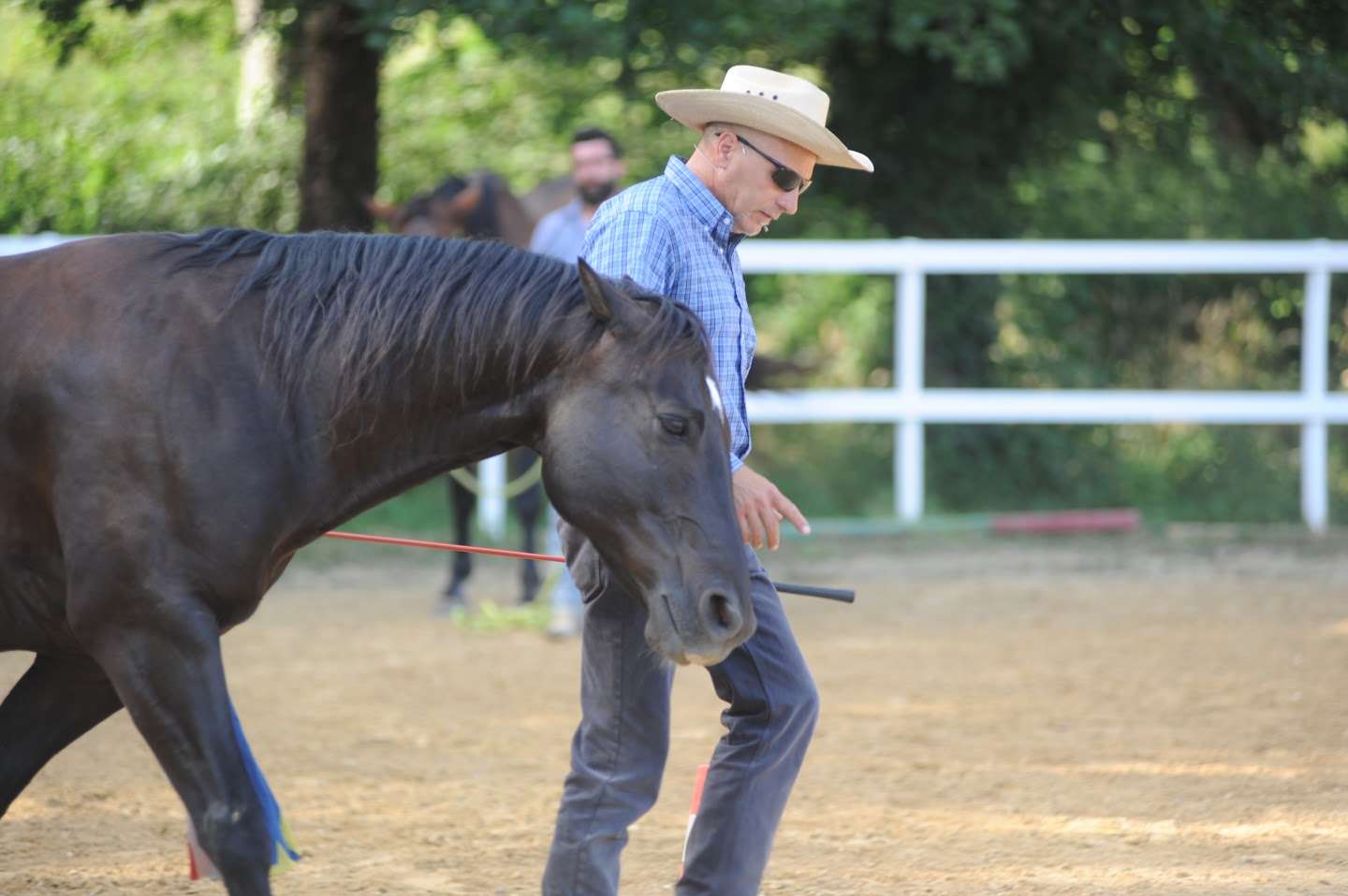 Cavallo libero, senza capezza, rilassato accanto a Sergio Matteoni