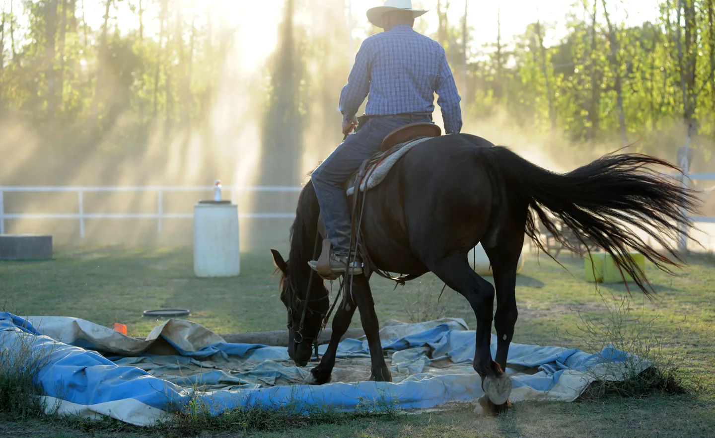 Cavallo che attraversa un telo con il cavaliere in sella, controluce