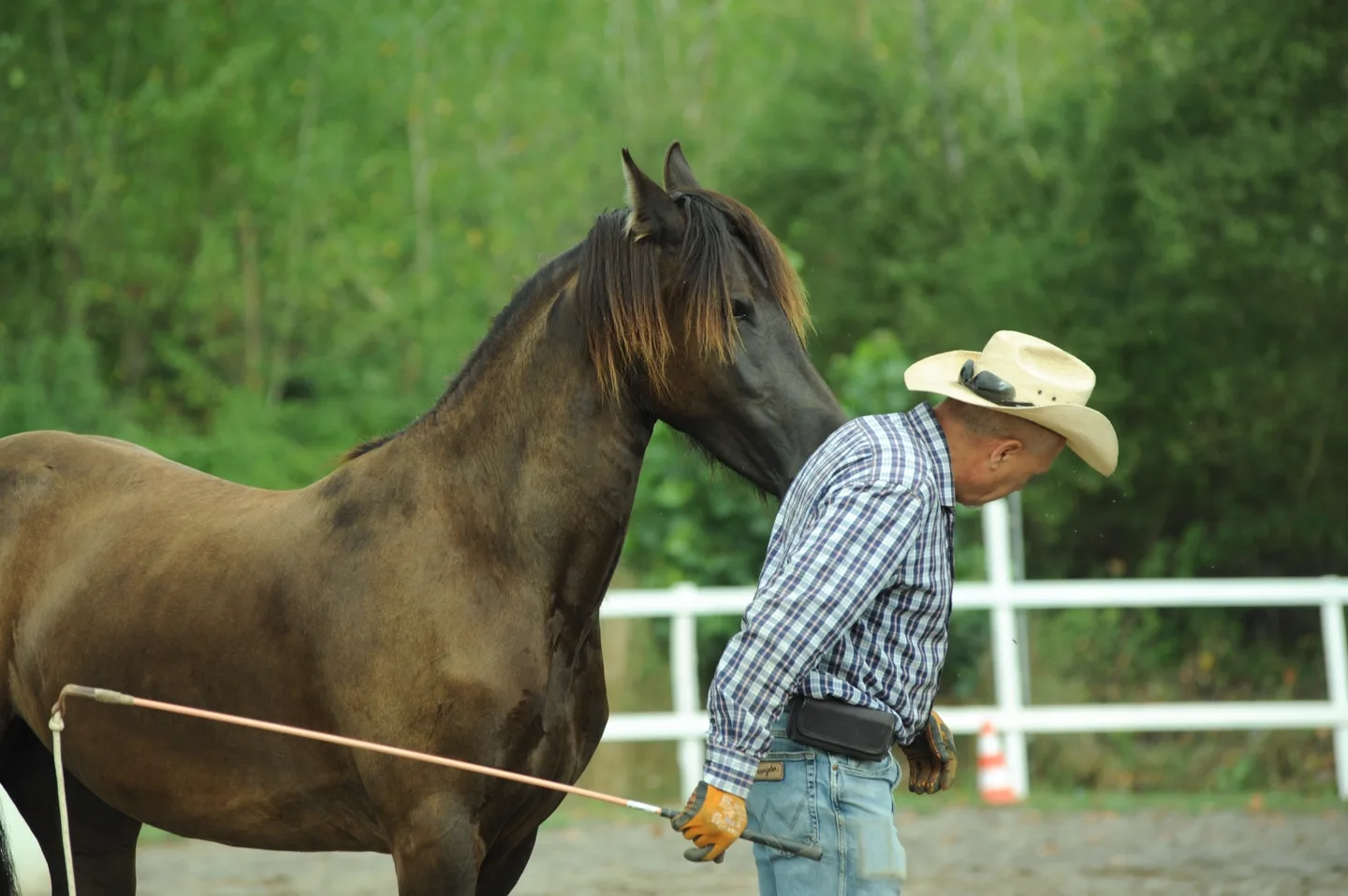 Cavallo che si gira verso Sergio Matteoni durante il lavoro alla corda
